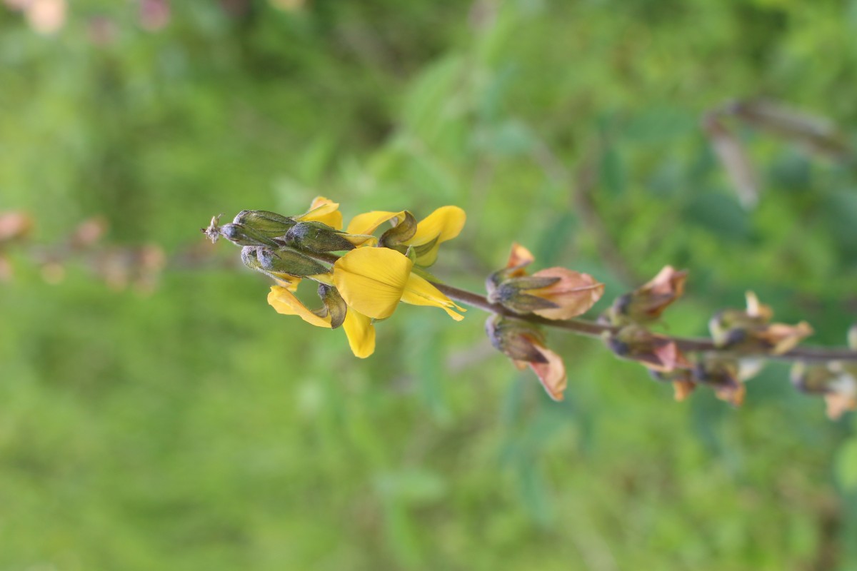 Crotalaria incana L.